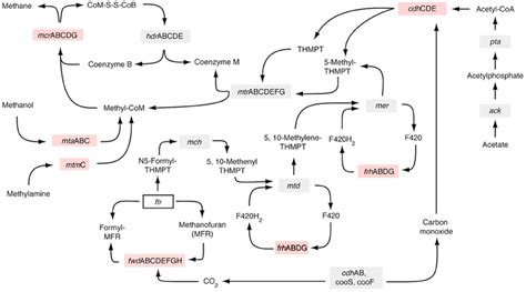 Metabolic Pathways Actively Expressed By The Methanogen Methanosarcina Download Scientific