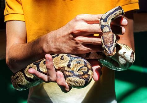 Serpiente En Mano Humana Foto Premium