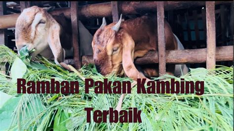 Hijauan Pakan Kambing Terbaik Pakan Kambing Terbaik Kaliandra Untuk