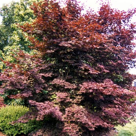 Acer Palmatum Wolff Emperor 1 Japanese Maple Siteone