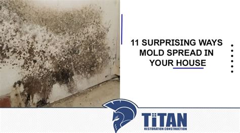 Ways Mold Spread In Your House Titan Restoration Construction