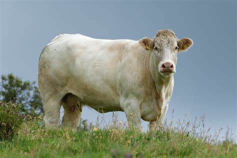 White Cow in Pasture · Free Stock Photo