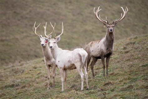 Bactrian Deer The Wilds