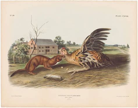 Audubon Bowen Ed Pl Tawny Weasel Quadruped Imperial Bowen