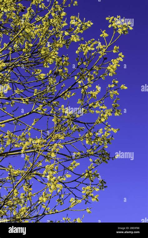 Spring Pussy Willow Branches In Blossom Stock Photo Alamy
