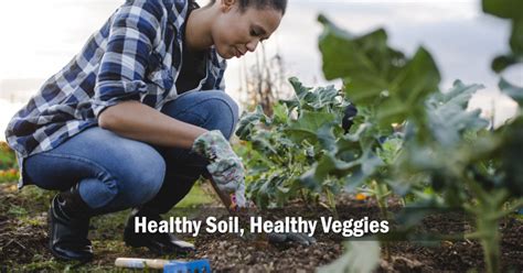 How To Prepare Soil For Planting Vegetables: 5 Tips To Supercharge Your ...