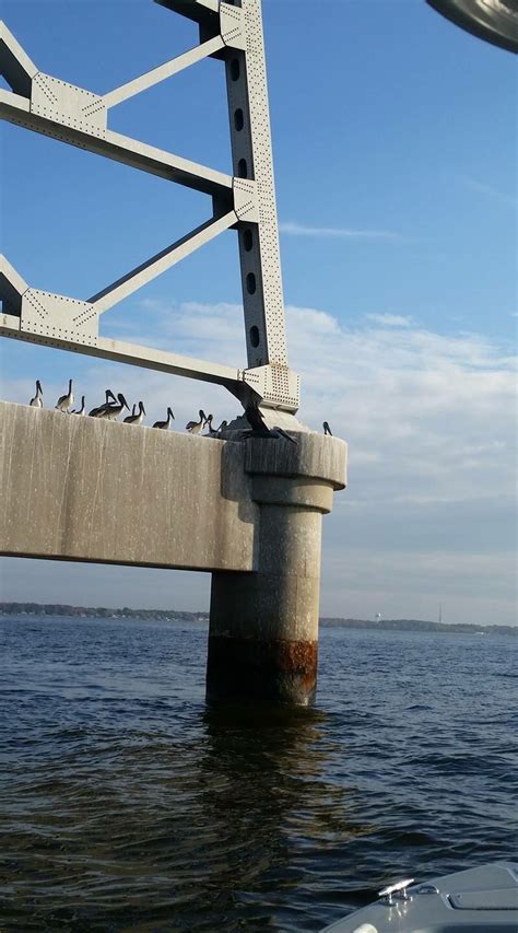 Maryland Nrp On Twitter Hundreds Of Pelicans On The Bay Bridge Today