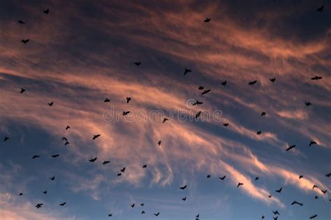 Swarm of Birds stock photo. Image of birds, wildlife - 202497144