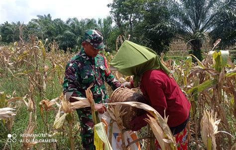 Sukseskan Swasembada Pangan Babinsa Bantu Panen Jagung KOMPAS86