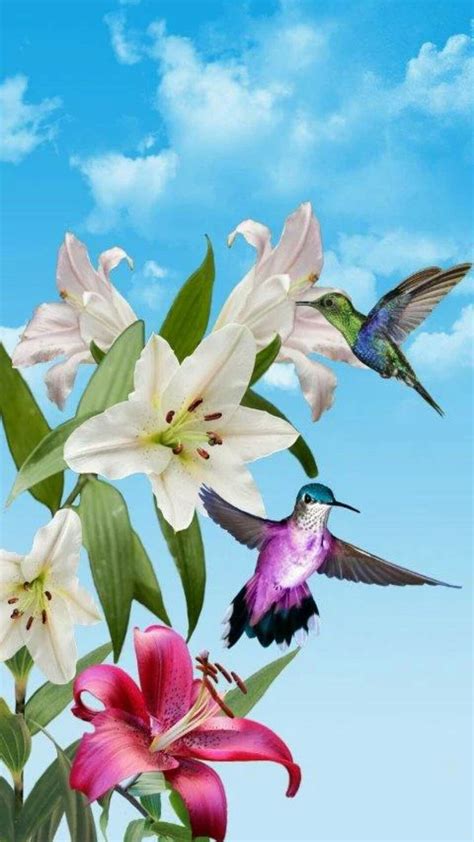 Hummingbirds And Flowers Wallpapers 4k Hd Hummingbirds And Flowers