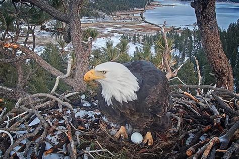 Big Bear bald eagle lays first egg of 2023 – Daily News