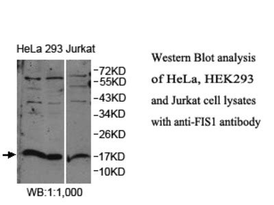 Anti Fis Antibody Products Biocompare