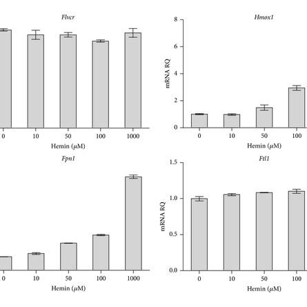 Macrophages Do Not Regulate Flvcr In Response To Heme Treatment J