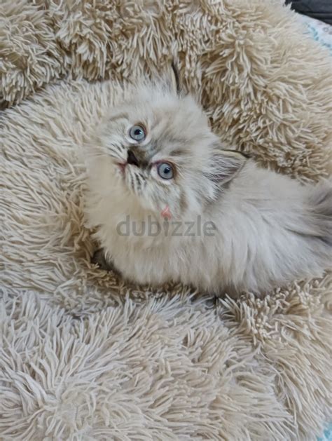 Pure Himalayan Kittens دوبيزل