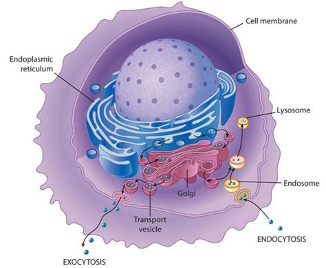 Endoplasmic Reticulum Golgi Apparatus And Lysosomes Learn Science At Scitable In 2021 Cell