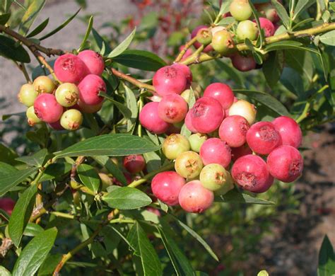 ‘pink Lemonade Blueberries Will Delight Your Taste Buds What Grows