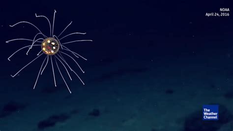 An Alien Looking Jellyfish Discovered While Marine Scientists Were