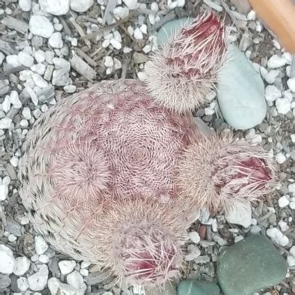 Echinocereus Rigidissimus Subsp Rubispinus Rainbow Hedgehog Cactus