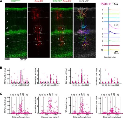 Pathway Layer And Cell Type Specific Thalamic Input To Mouse Barrel