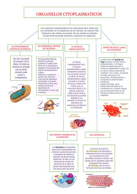 Organelos Citoplasm Ticos Mapa Conceptual Veira The Best Porn Website