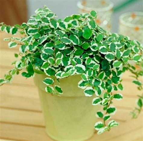 Фикус карликовый: уход в домашних условиях, пересадка и размножение