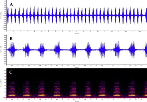 Calling Song Of Velarifictorus Beybienkoi A Oscillogram For 10