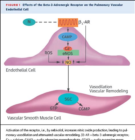 Figure From The Beta Adrenergic Receptor In Pulmonary Arterial