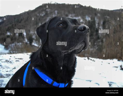 labrador in the snow Stock Photo - Alamy