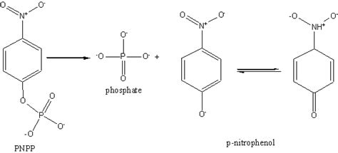 Alkaline Phosphatase