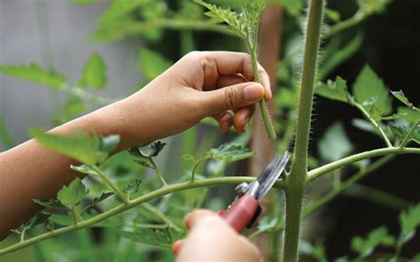 Cómo podar una planta de tomate para obtener una fruta más grande