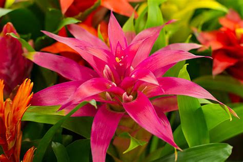 440+ Bromeliad Varieties Stock Photos, Pictures & Royalty-Free Images - iStock