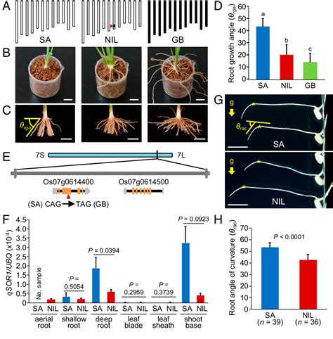 Figure 1 From Root Angle Modifications By The Dro1 Homolog Improve Rice