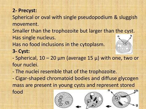 Ppt Amoebiasis Powerpoint Presentation Free Download Id9193597