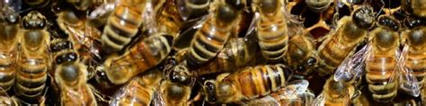 Honey Bee Packages Carnica Queen