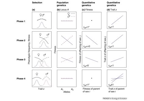 Intralocus Sexual Conflict Trends In Ecology And Evolution