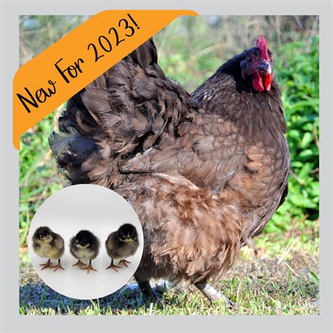 What’s New For 2023 at Meyer Hatchery | Meyer Hatchery Blog