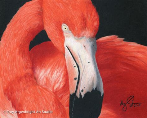 Flamingo Colored Pencil Fine Art Print By Argenbrightartstudio