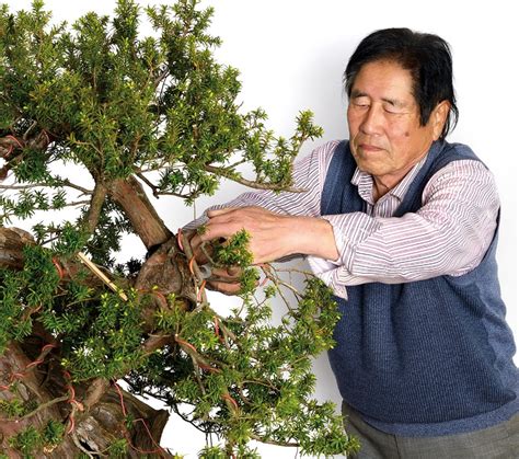 Achieve A Natural Flow Bonsai Today