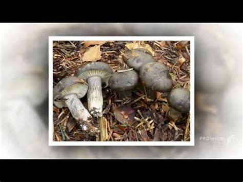 Hygrophorus Atramentosus Fungi Kingdom Youtube