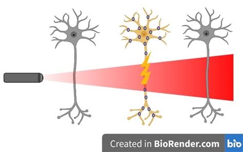 Optogenetics: Using Light to Modulate and Understand Brain Function