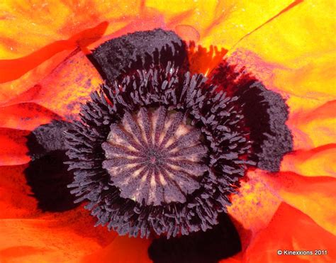 kinexxions: Brilliant Orange Colored Poppies