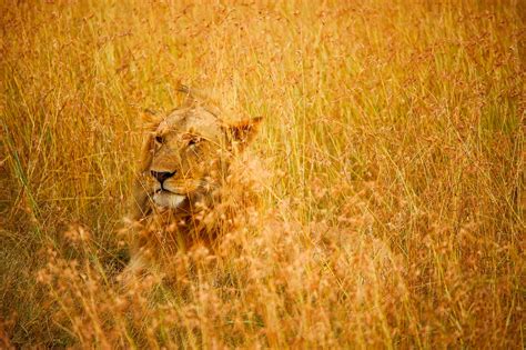 Free Images Landscape Nature Grass Prairie Countryside Animal