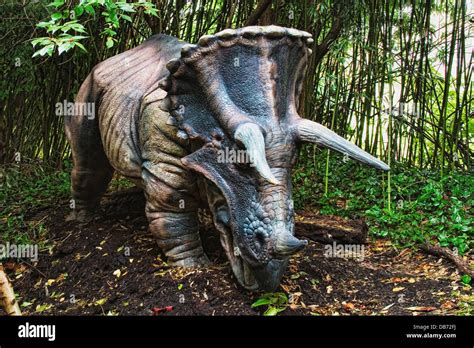 Triceratops Which Means Three Horned Face Dinosaur From The Late