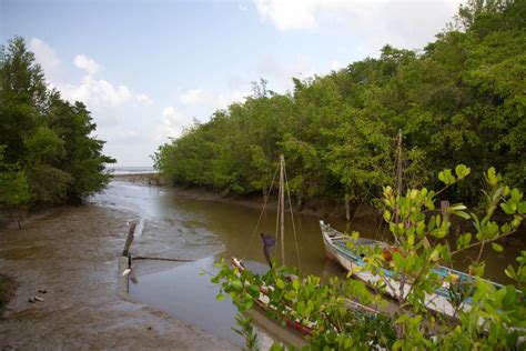 Mangroves | Conservation International Guyana