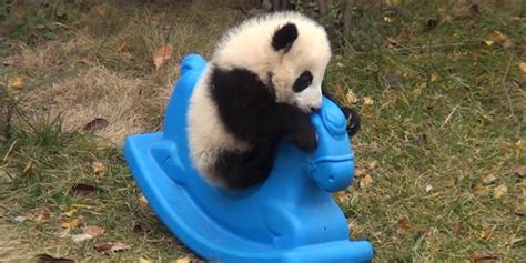 This Panda Cub Is TOO Cute, As If That's Even Possible (VIDEO) | HuffPost