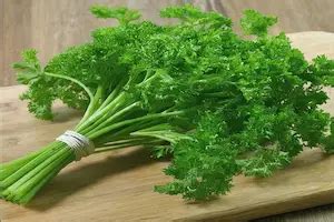 Growing Parsley From Seed A Step By Step Guide