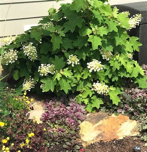 22 Stunning Oakleaf Hydrangea Varieties Balcony Garden Web