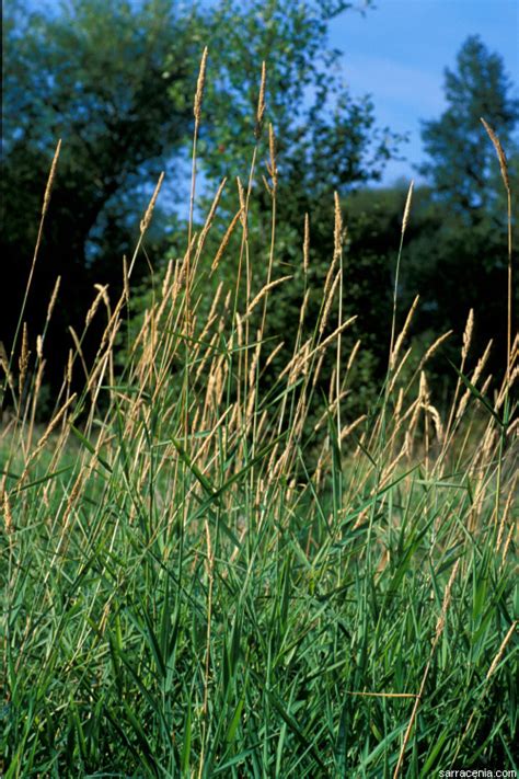 Reed Canary Grass Yukon Invasive Species Guide · Inaturalist