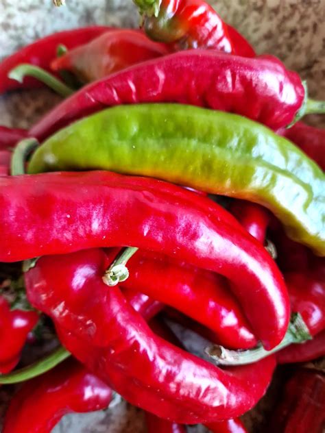 Guajillo Chilli Seeds Guajillo Mirasol Pepper Seeds Red Dragon