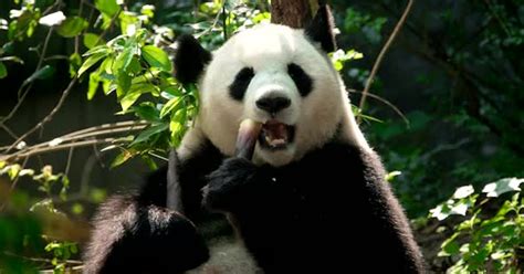 Giant Panda Bear Eating Bamboo, Stock Video - Envato Elements